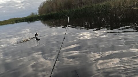 Prefish Lakes Rosalie and Hatchineha for 7 Dec 2024 BASS Kayak Tournament