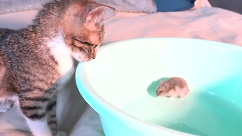 Tom and Jerry, Baby Cat Meets a Mouse