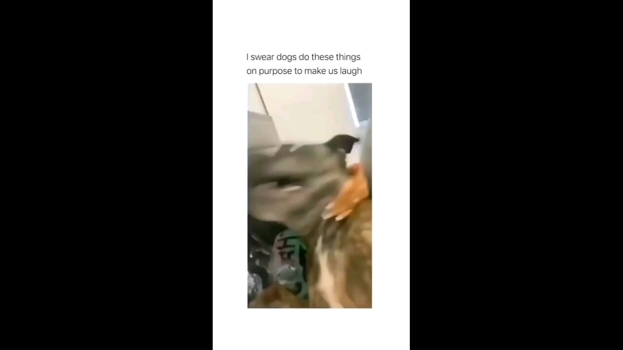 funny dogs😂😂 part6