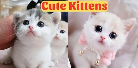 CUTE BABY CATS CUTES kittens
