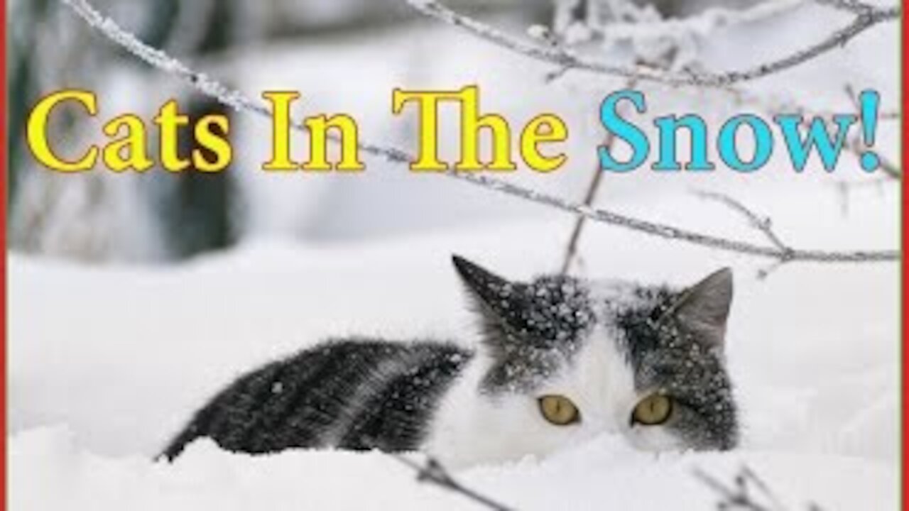 Funny Cats Walking Cats in the Snow 🐱❄️😀