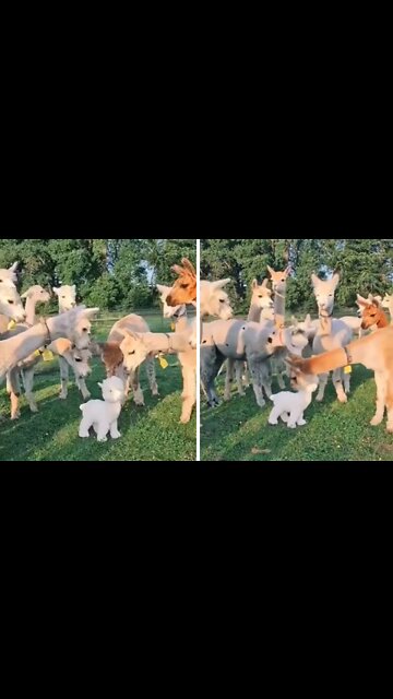 Suspicious alpacas get spooked out by plushie toy