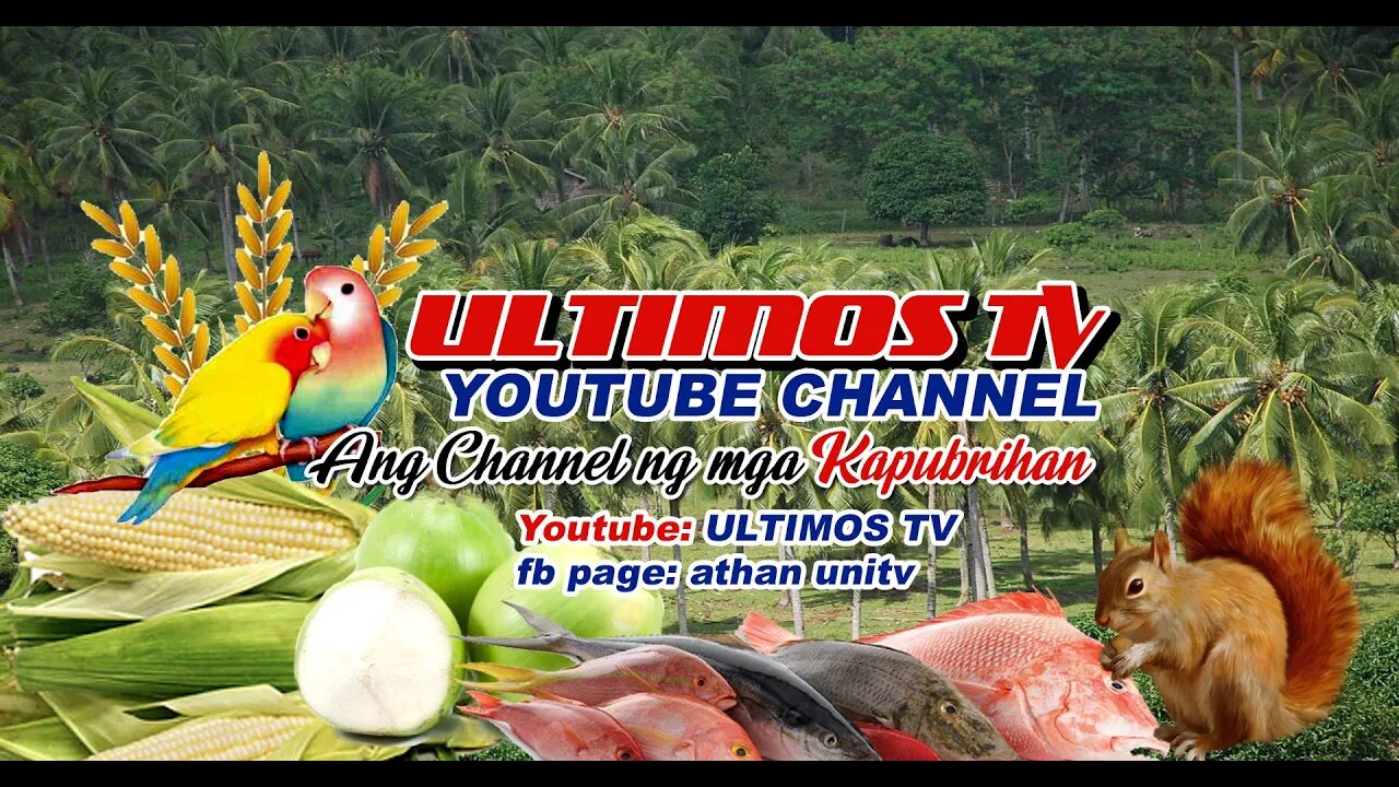 ULTIMOS TV | ANG CHANNEL SA MGA KAPUBRIHAN | coming soon NA