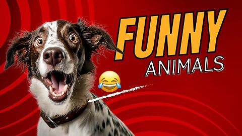 Funny animals 😄hub,funny animals club youtube, 🤣, funny animals dancing 💃😄, funny animals fighting 😄