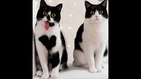 Cutest and funny cats ever