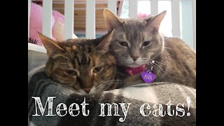Meet my cats!