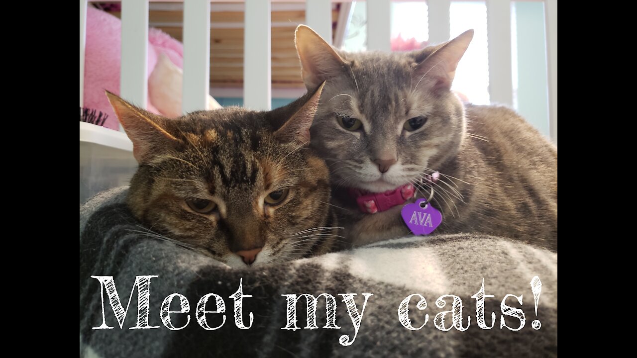 Meet my cats!
