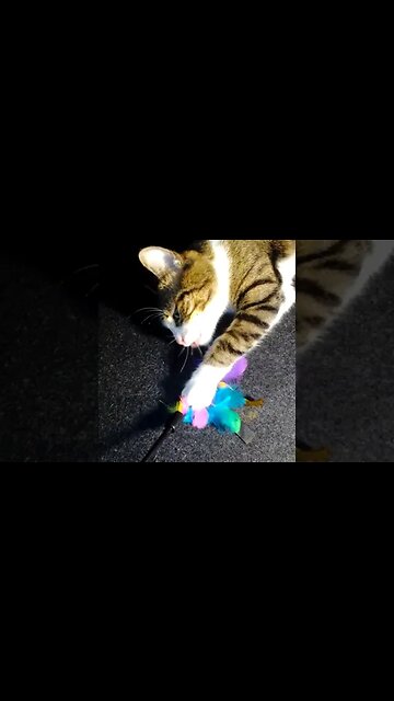 Cat Refuses to Play