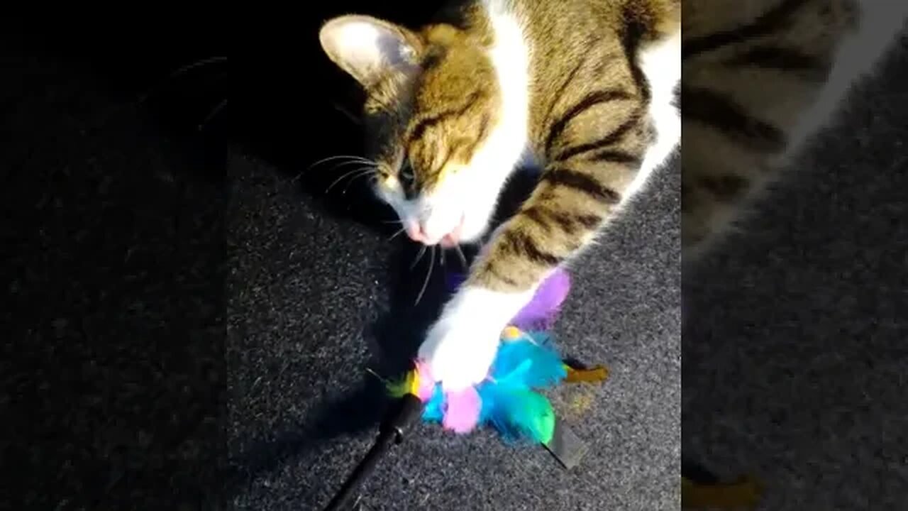 Cat Refuses to Play