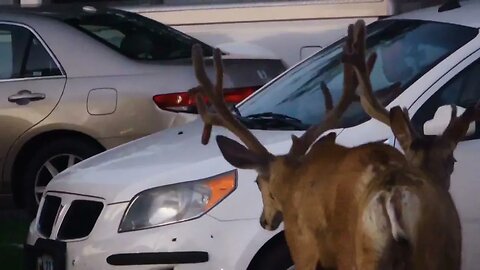 GOT EM ON CAMERA!! THE MONSTERS FROM DOWN TOWN!