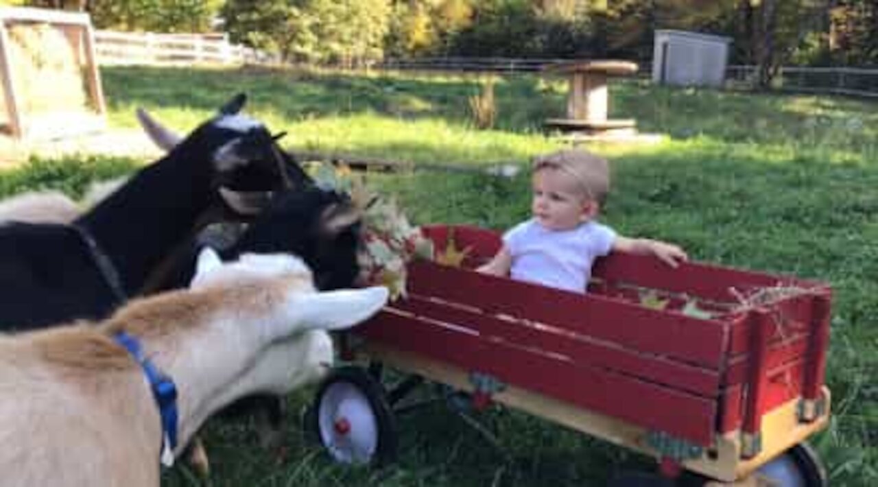 Una bimba in grado di incantare gli animali