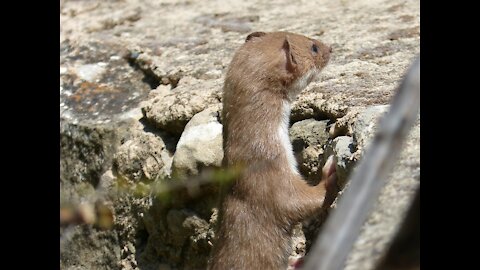 Weasel keeps looking at my phone