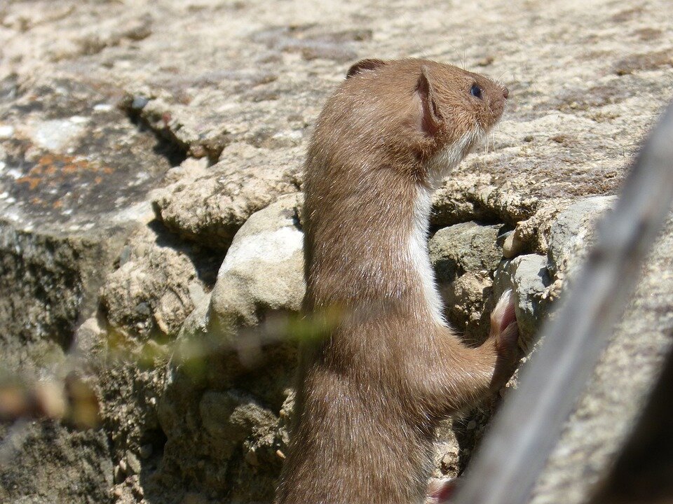 Weasel keeps looking at my phone