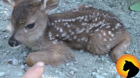 Cute baby deer