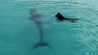 Dolphin And Dog Incredibly Play In The Water Together