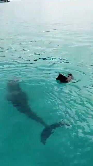 Dolphin And Dog Incredibly Play In The Water Together