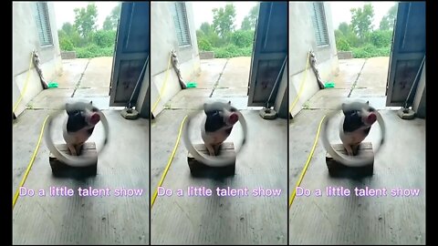 A pig with amazing skills