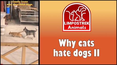 Why cats hate dogs II