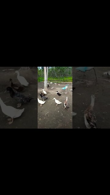 Good Morning Ducks 1st January 2023