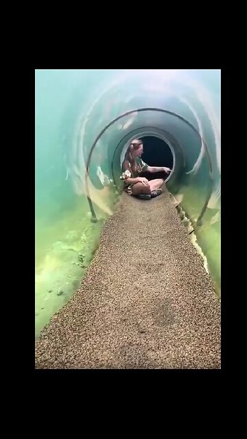 Miami Zoo’s underwater tunnel to see a crocodile