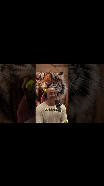 Andrew Huberman telling a crazy story about tiger killing people at the zoo - Joe Rogan