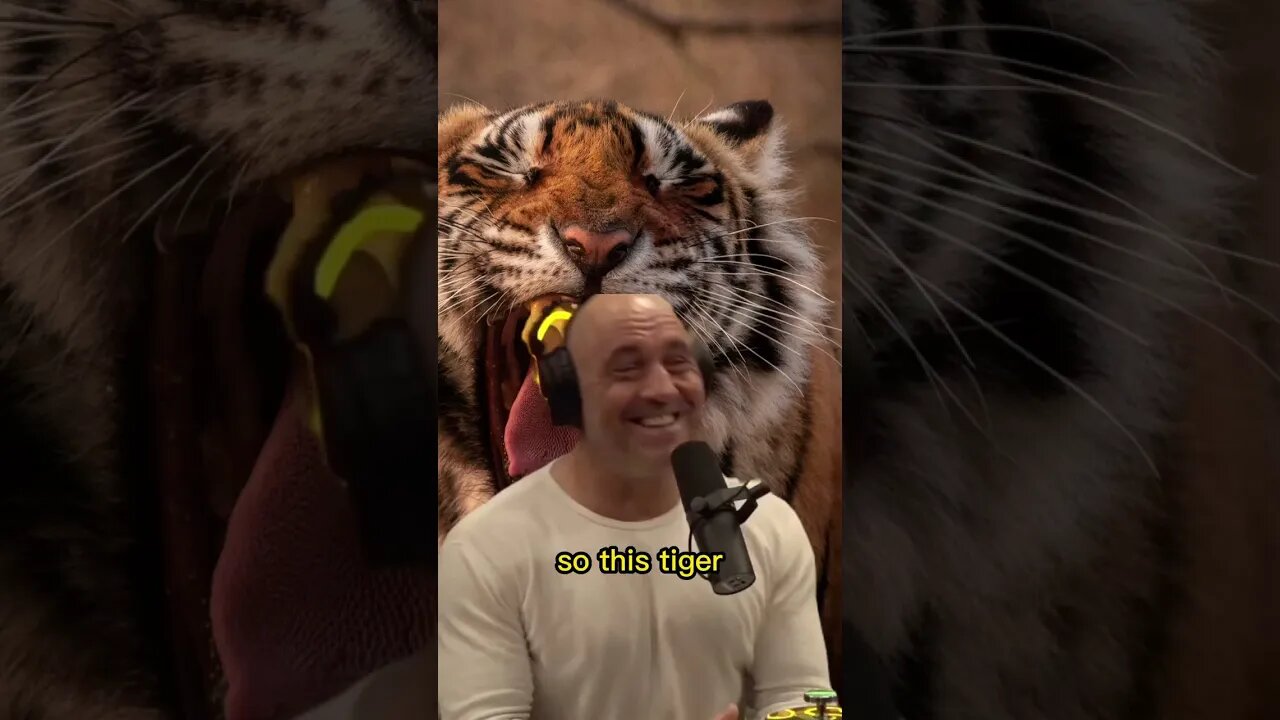 Andrew Huberman telling a crazy story about tiger killing people at the zoo - Joe Rogan