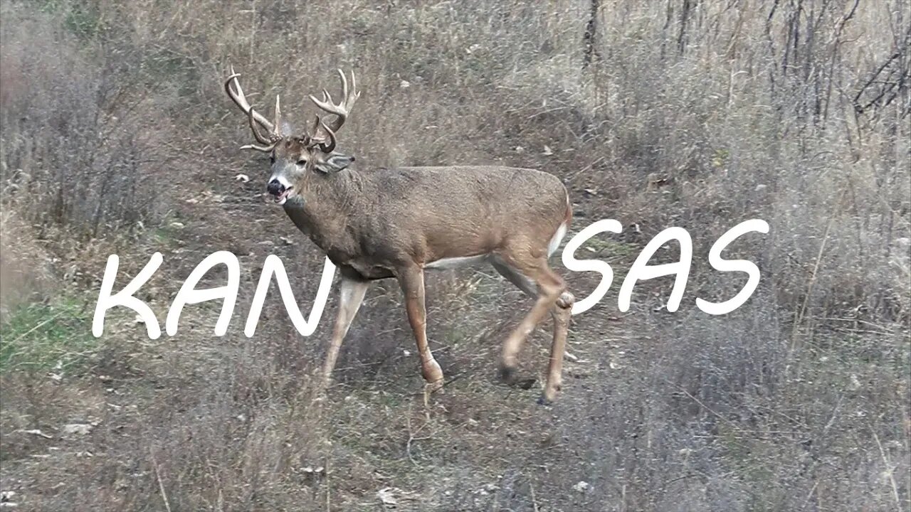 Kansas Freak Buck Bowhunting