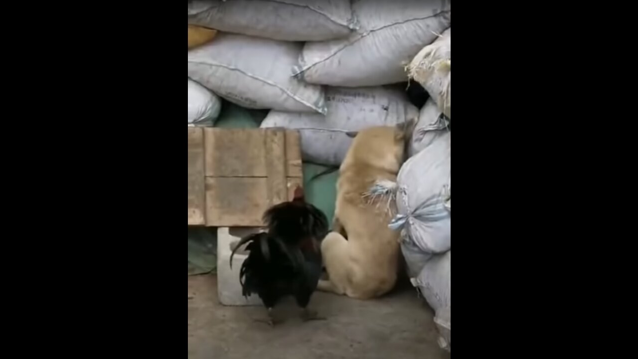 Chicken Against a Big Dog - Funny :)