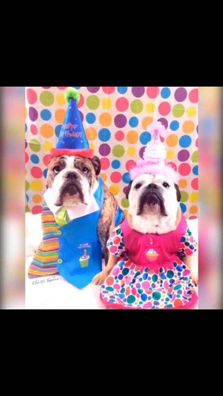 English Bulldogs Show Off Their Hysterical Halloween Costumes