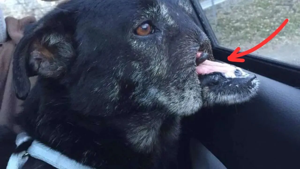 Dog in Cairo Who Lost His Job As Guard Dog After His Nose Was Cut Off By People