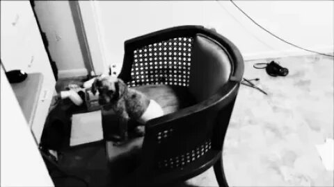 Desktop Dog