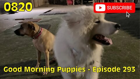 [0820] GOOD MORNING PUPPIES - EPISODE 293 [#dogs #doggos #doggies #puppies #dogdaycare]