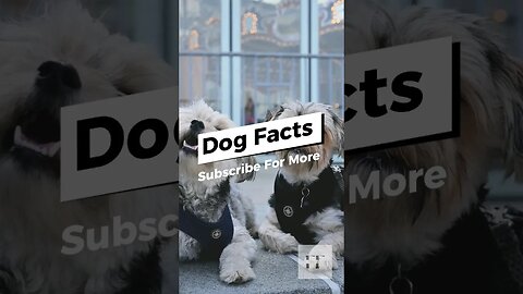 Dog Facts - I Bet You Don't Know 🐶😜😉 #dogs #doglovers #dogfacts #dogsofinstagram #dogshorts #shorts