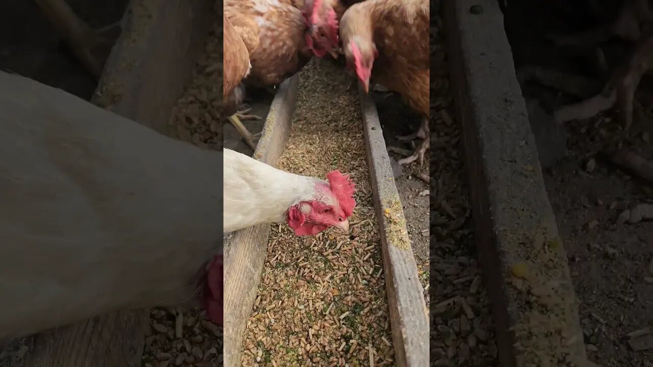 #chickens #chicken #homestead #homesteading #homesteadlife #farmlife #dinnertime