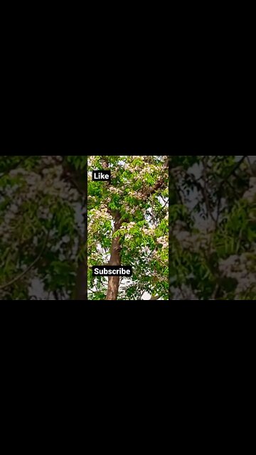 natural 🌹📰#reelsindia #k #video #instareels #bollywood #repost #trend #beautiful #style