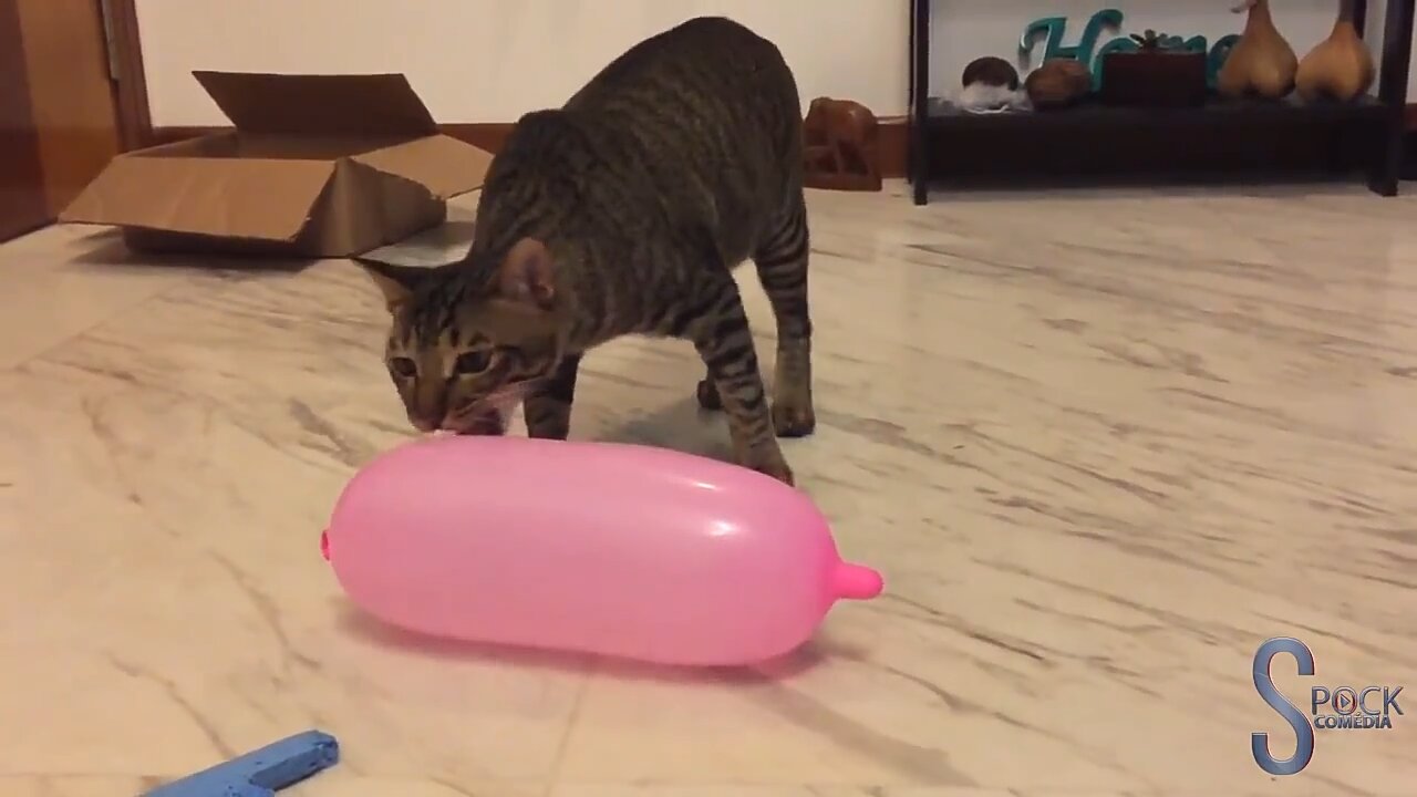 Cats vs Ballons