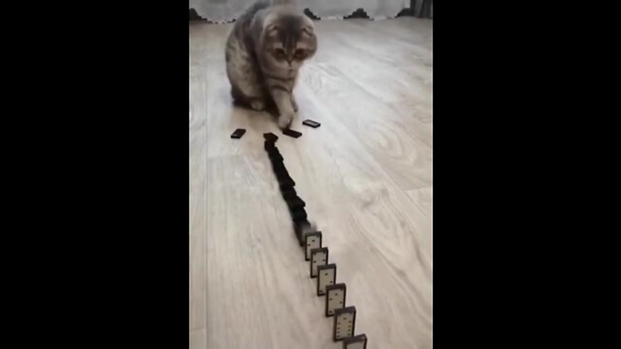 thiscatcanplaydomino