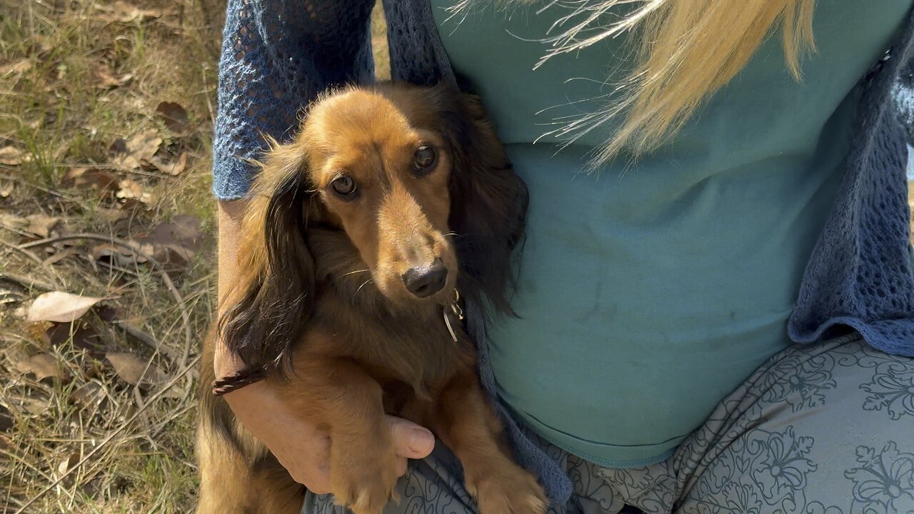 The Scared Little Puppy Metal Detecting