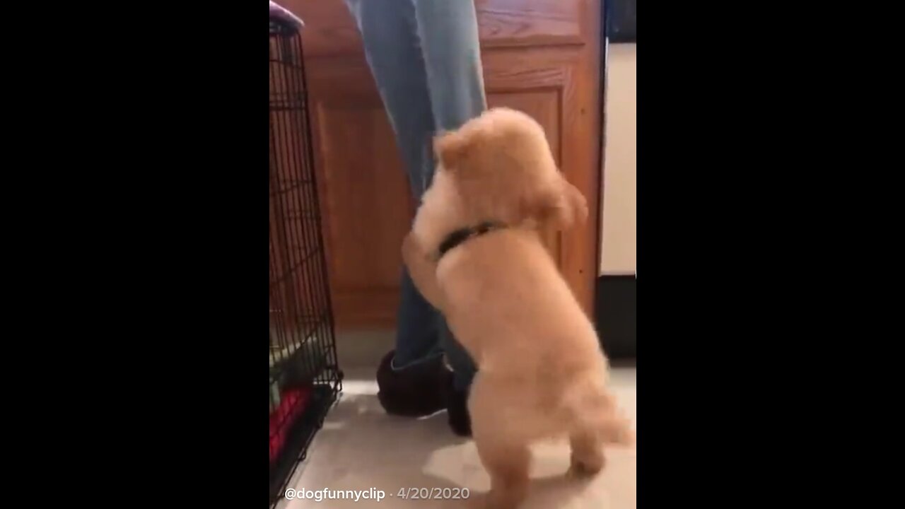 Dog funny video was the most important