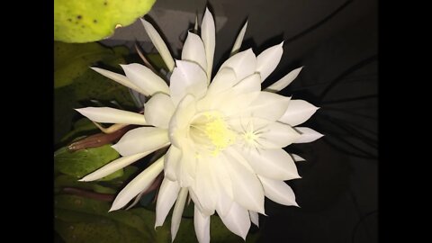 How to propagate Queen of the Night