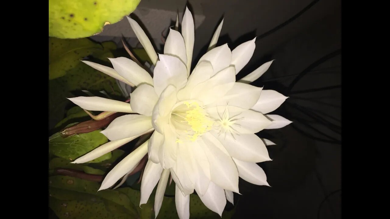 How to propagate Queen of the Night