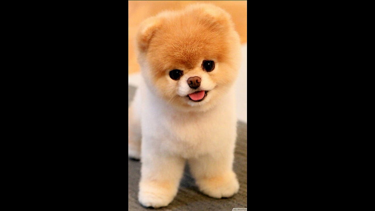 Cute dogs