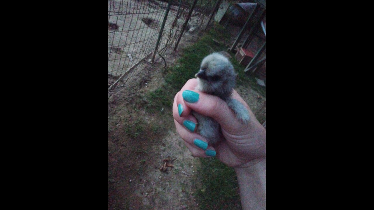 Adorable Grey Silkie Baby