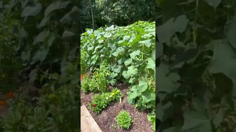 Why I give my veggies SO much space when planting!