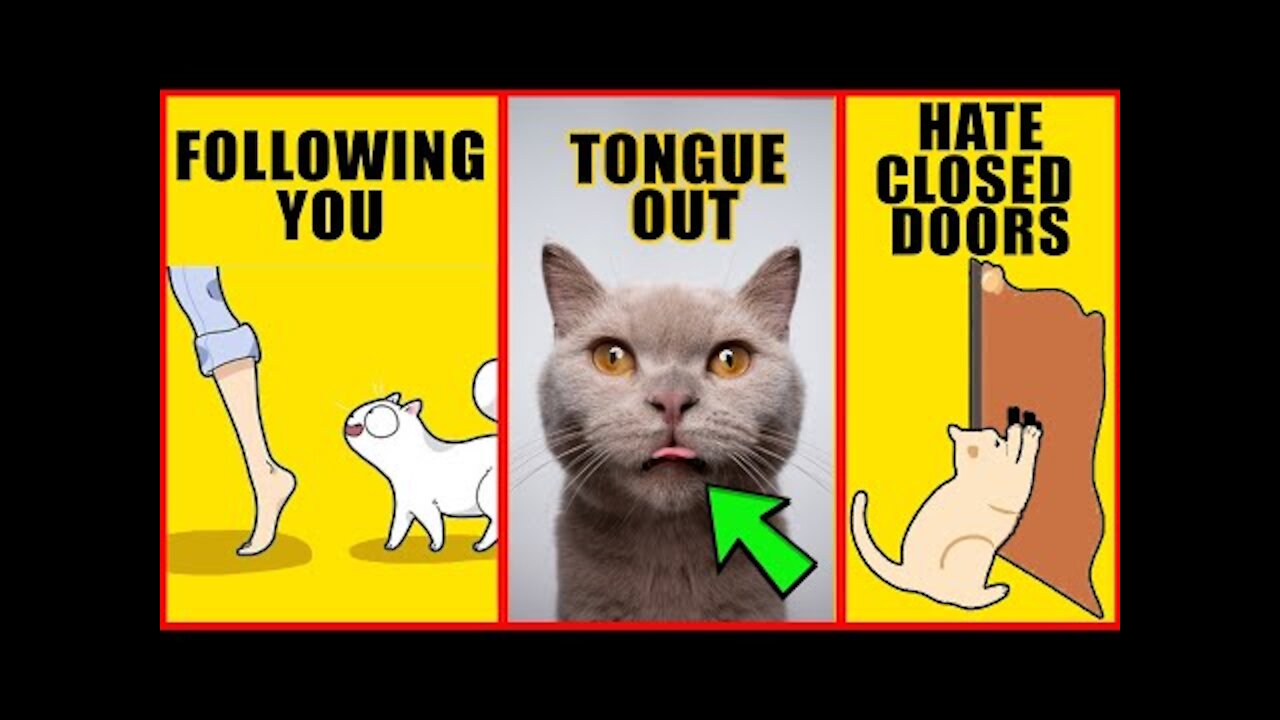 8 Odd Cat Behaviors Explained