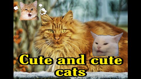 Cute, funny, beautiful cats