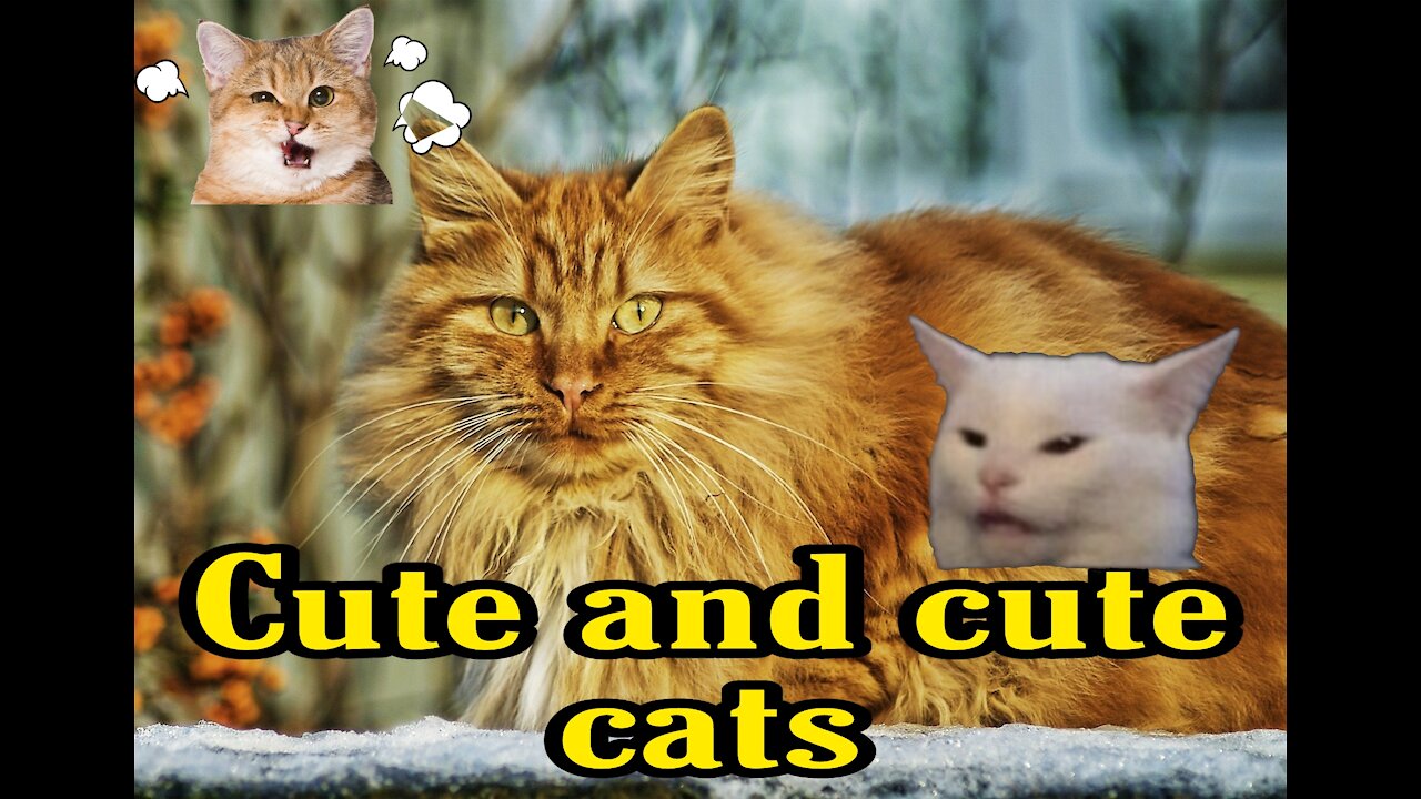 Cute, funny, beautiful cats