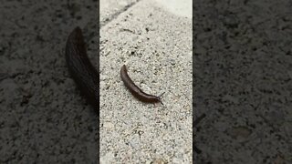 Springtime slugs