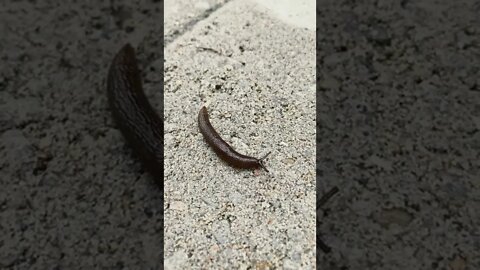 Springtime slugs