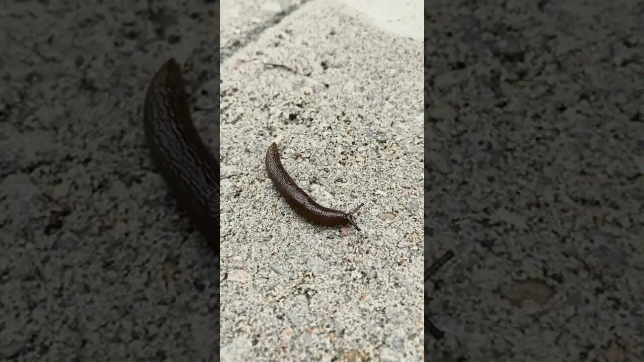 Springtime slugs